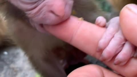 "Adorable Curiosity! Baby Monkey’s Playful Jungle Adventure 🐒🌿"