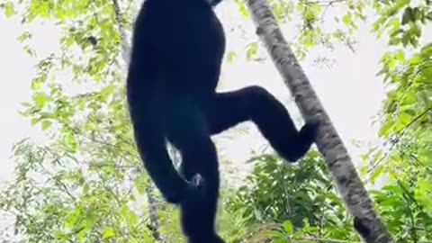 Very funny animals video 🥰
