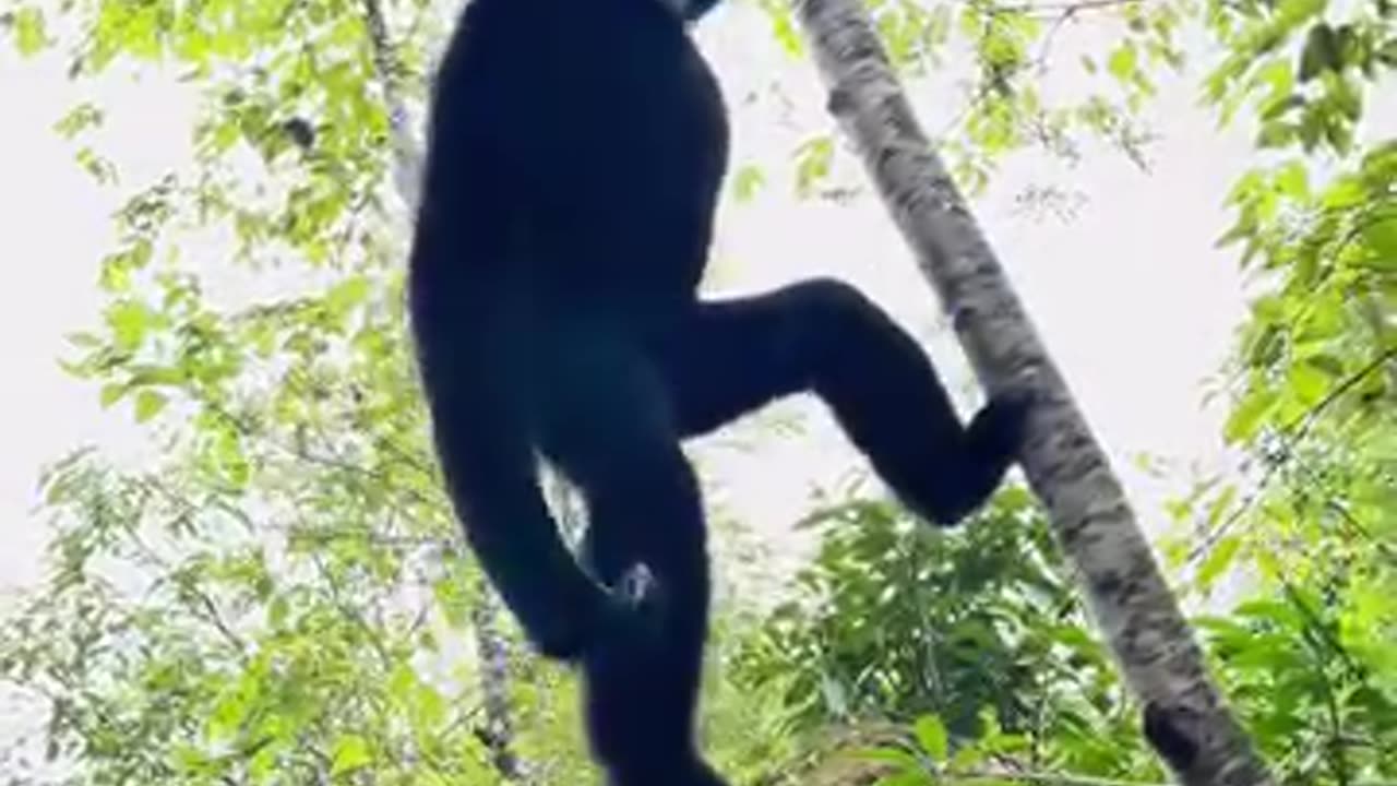 Very funny animals video 🥰