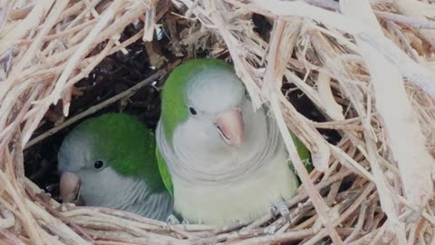 Parrots in nest