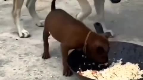 Big Dog and Tiny Pup Fighting Over Food – Câini care se ceartă pe mâncare, tare amuzant! 🍽️🐶😂