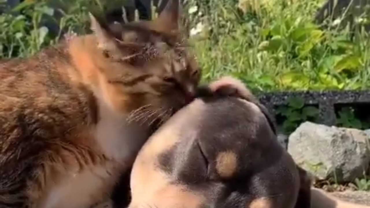 Kitty loves her canine friend
