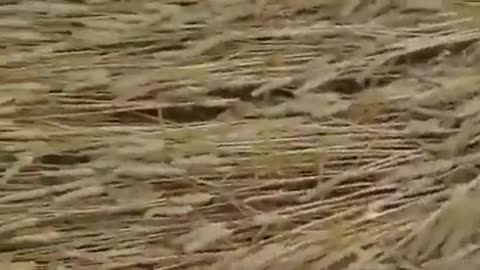 🛸🌾 UFOs Making Crop Circles in Wiltshire! | TheTruthAbove