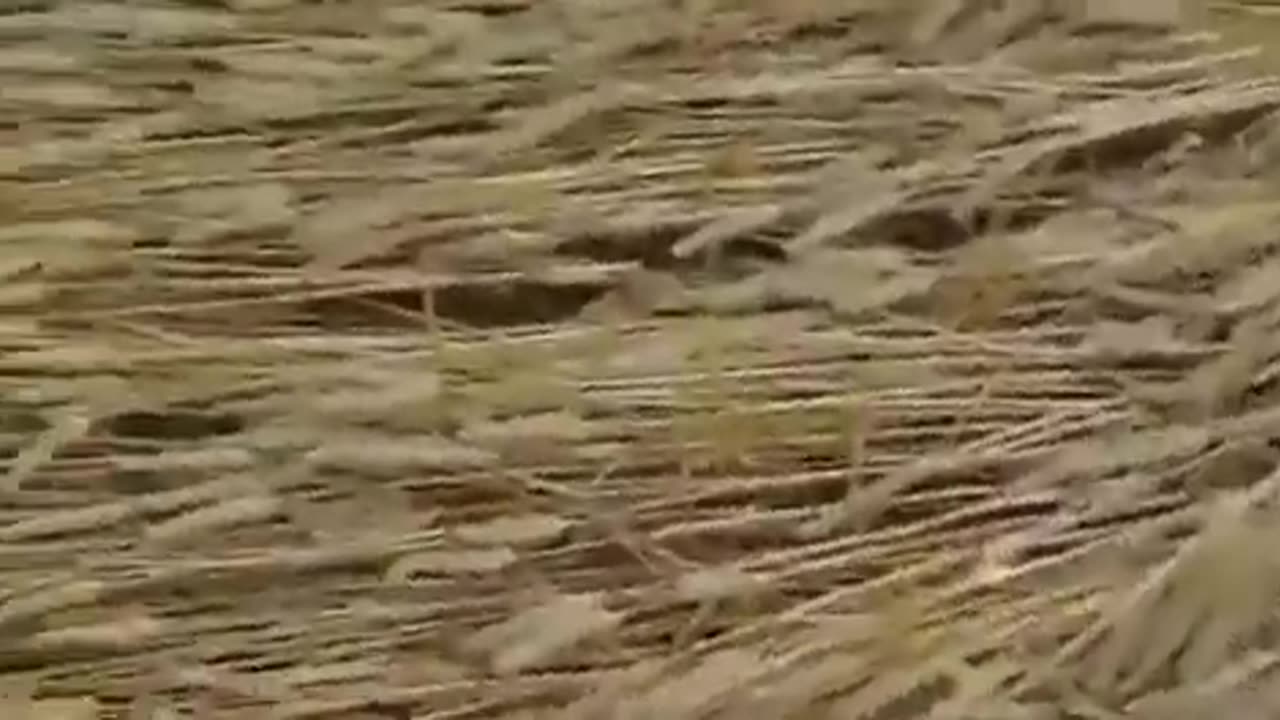 🛸🌾 UFOs Making Crop Circles in Wiltshire! | TheTruthAbove