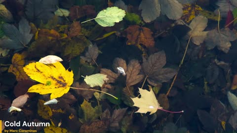 Cold Autumn