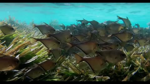 Witness the Spectacular Sardine Swarm: A Dark Cloud Defying Predators