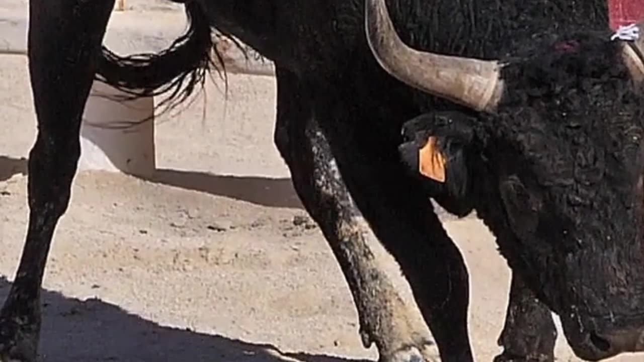 Do Bulls Really Hate Red?