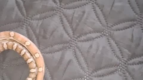 My pet snake