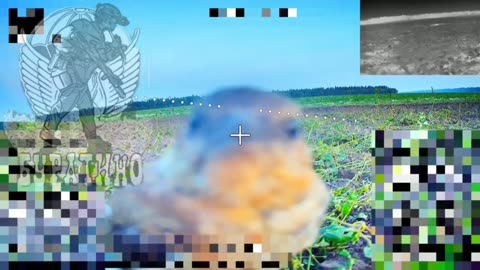 🐦🛸 Ukraine Russia War | Bird Interacts with Russian Fiber-Optic Drone in Field Operation | RCF