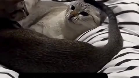 This cat and its tail are having a disagreement