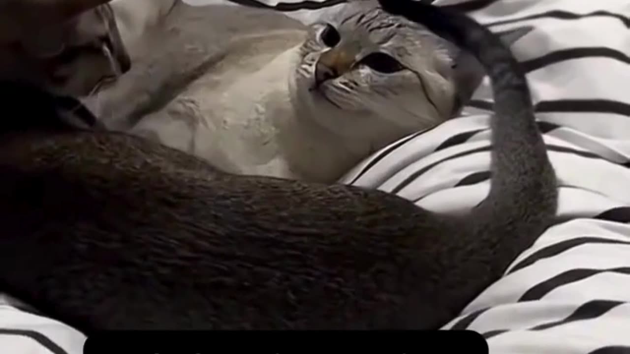 This cat and its tail are having a disagreement