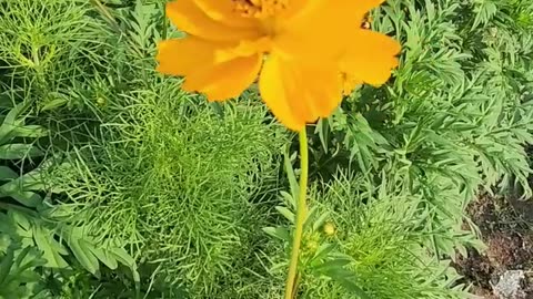 Bee Sleeping on the Job inside the Zone 13 Widlflower Area