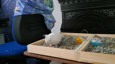 Foraging Coco