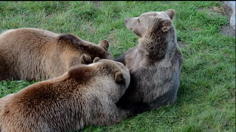 Bear family