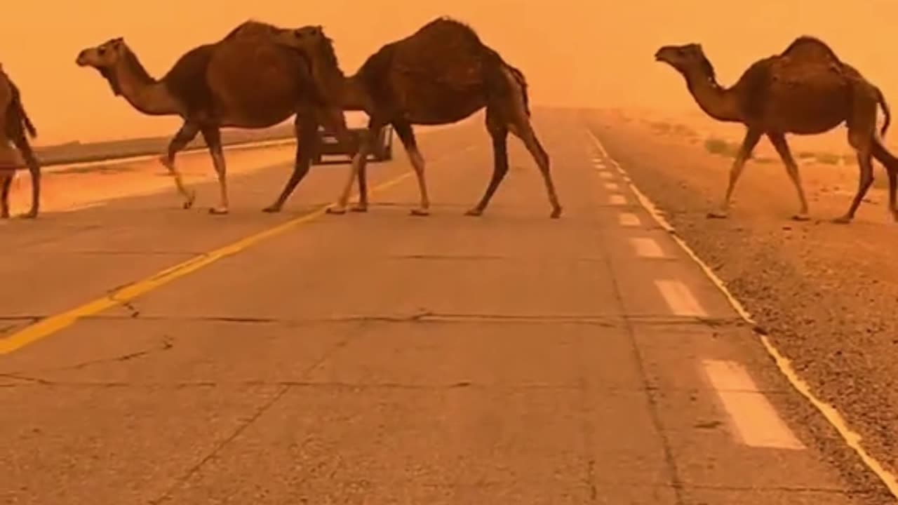 Tilawat-e-Quran