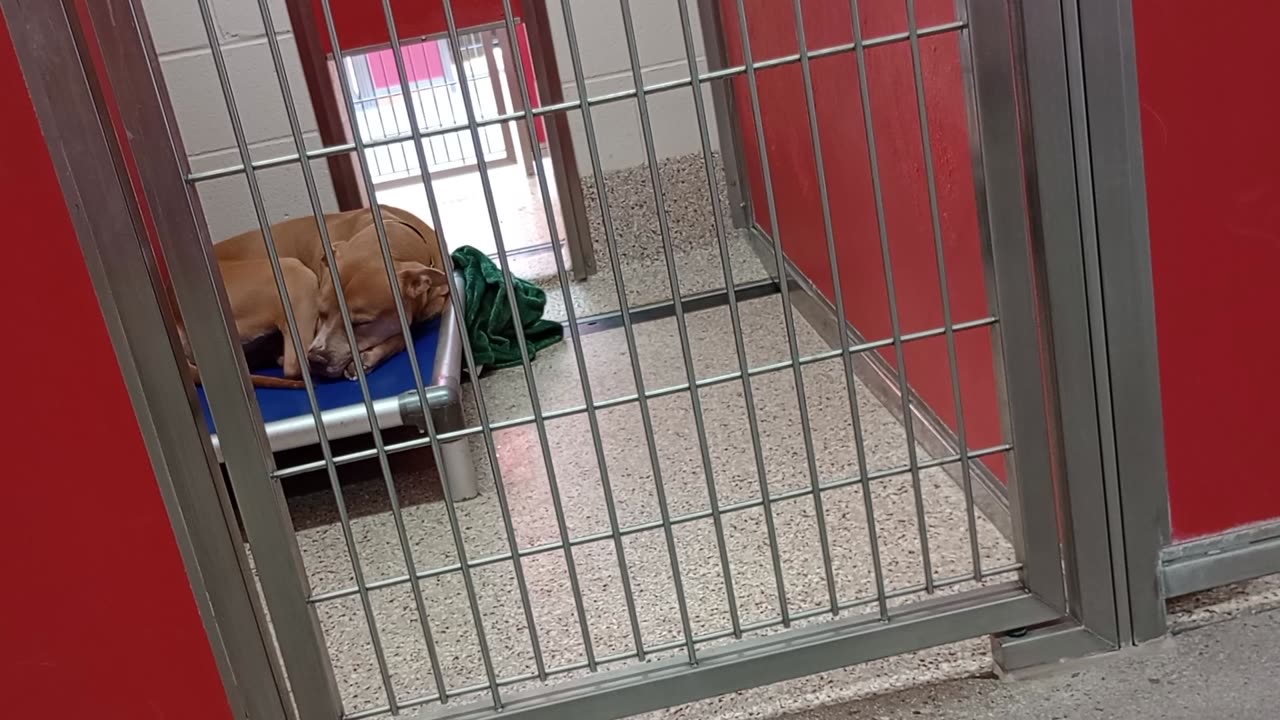 Bolt 1y A827078 kennel 46 pod 2 PACC shelter