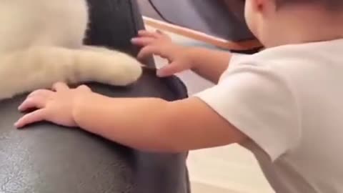 Funny cats