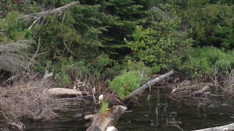 Fishing With a Bald Eagle