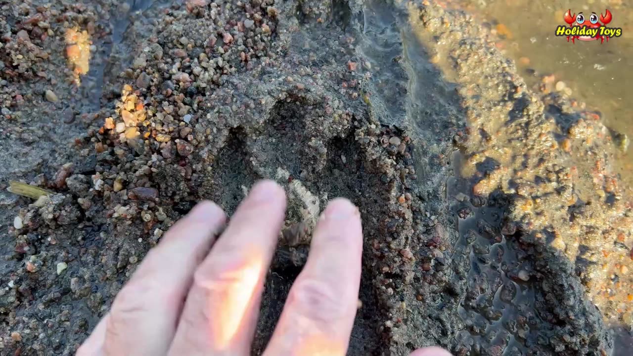 Found Purple Starfish on Large Sand Dune