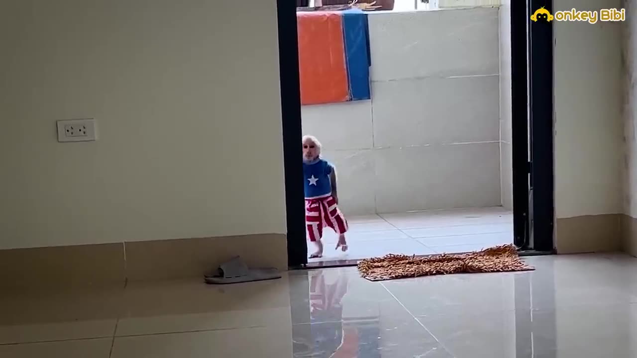 Monkey funny moment