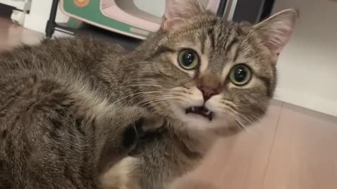 If you are watching this video, know that God has made you the guardian angel of a hungry cat💝