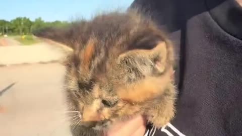 found a kitten