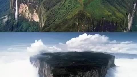 Giant Trees | Carl D Davis