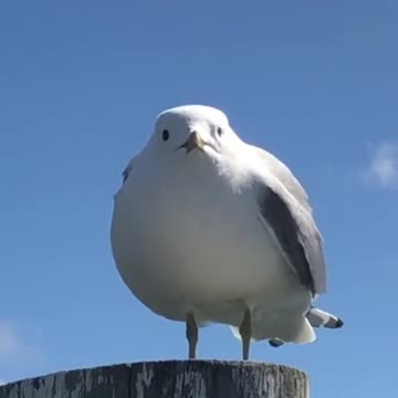 Seagull With A VERY Loud Scream...