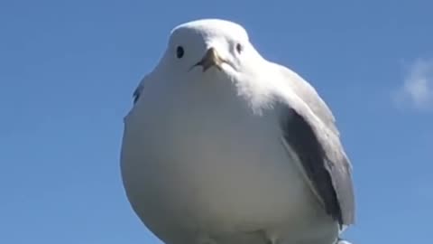 Seagull With A VERY Loud Scream...