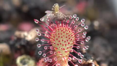 Sundew Carnivorous Plant Eating Fly 4K Timelapse