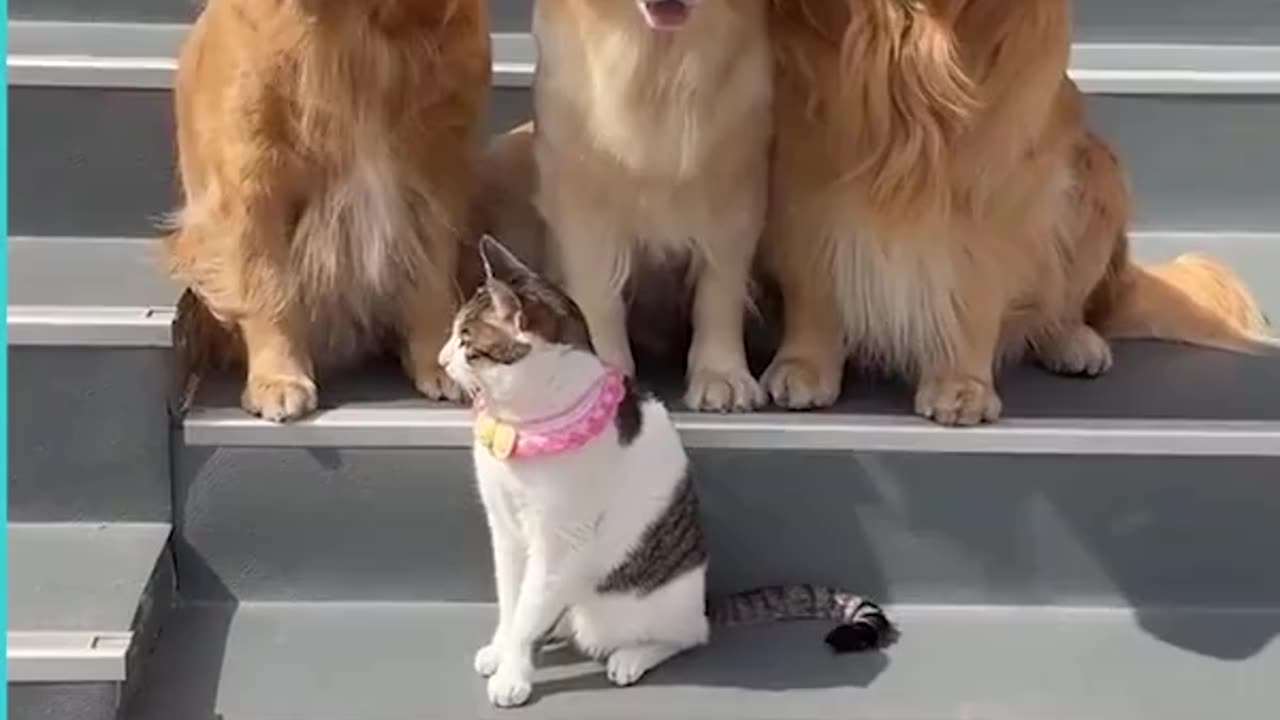Cat don't want to take pic