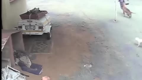 South African Mastiff gets a negro snack