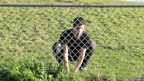 How Animal Jumping on the Fence