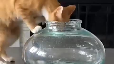 ππ± Cat's Reaction to This Gift is Priceless! | FunFM