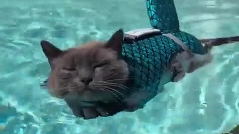 😌🐟 Hester the Cat Shark's Naptime is Too Cute! | FunFM