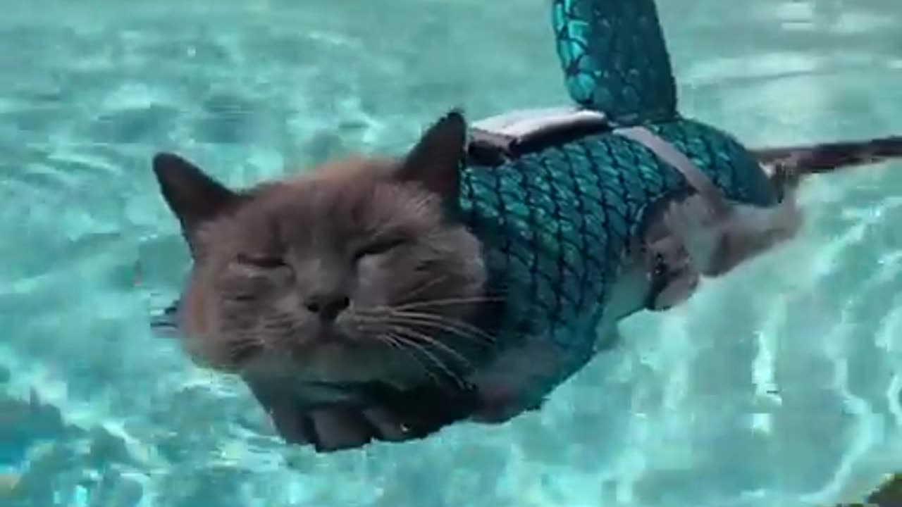 😌🐟 Hester the Cat Shark's Naptime is Too Cute! | FunFM