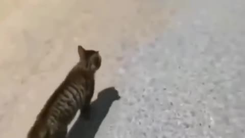 Animals Funny Video Clip 5