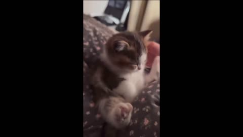 Cute Cat Vids #2