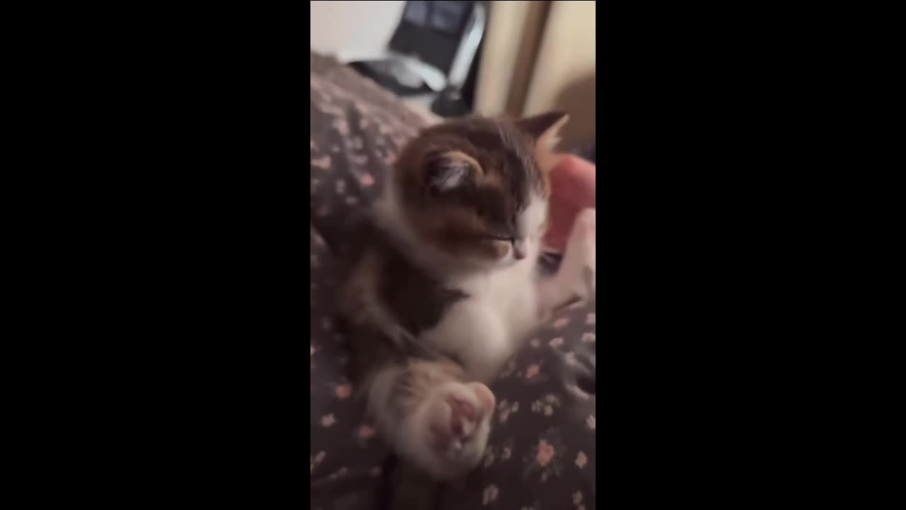 Cute Cat Vids #2