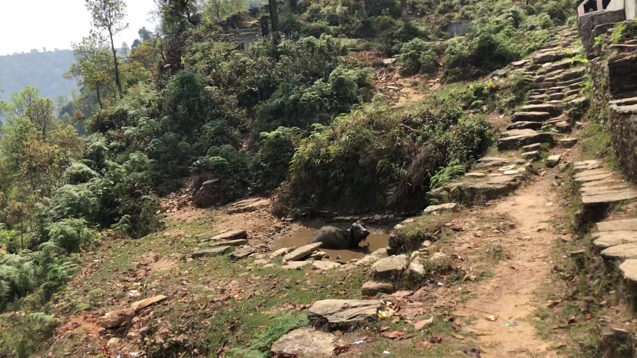 Buffalo🦬taking a mud bath🛁