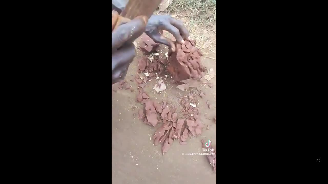 Ever wonder how big a Queen Termite is? Check this out- Yuck