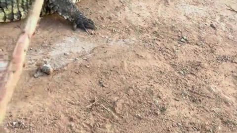 Crocodiles are afraid of shovels.