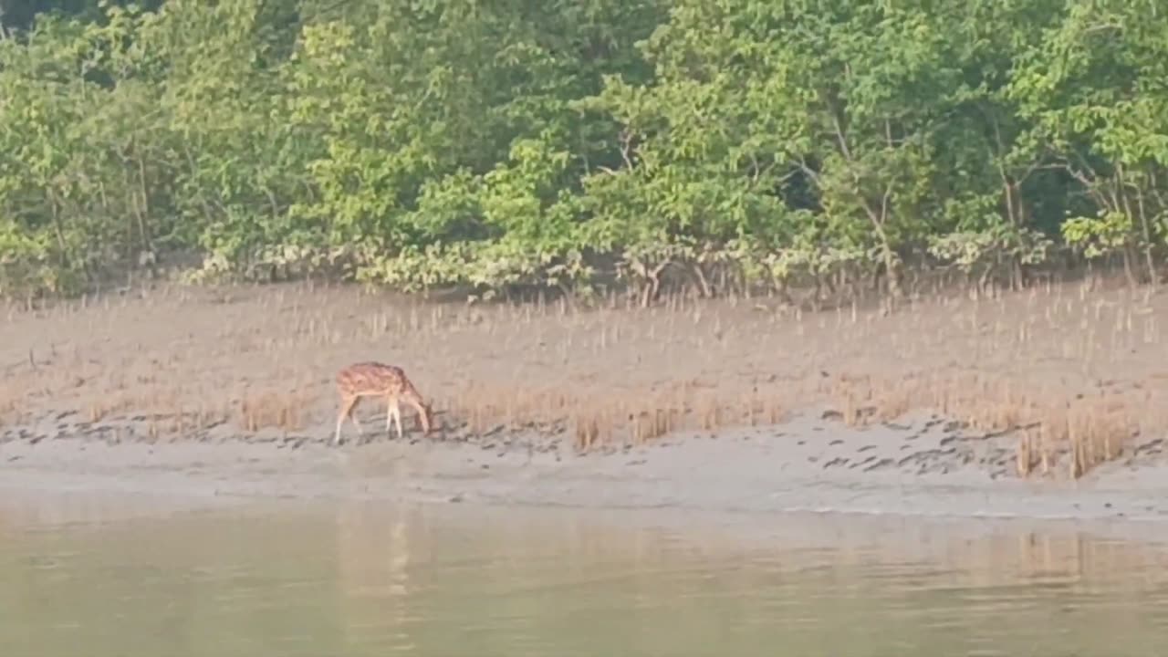 Sundarban Free Dear