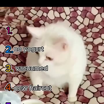 top 5 funny cat moments!!!😂😂😂