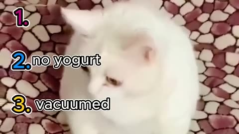 top 5 funny cat moments!!!😂😂😂