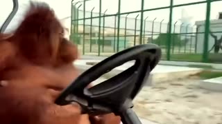 🤣🐵 Orangutan Driving A Golf Cart Is Living My Dream Life! | FunFM