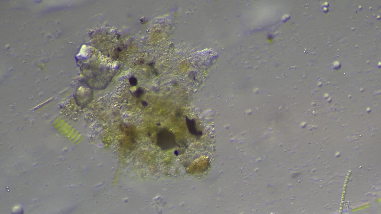 Rotifera (Wheel Animals)
