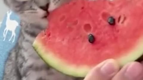 Can Cats Really Eat Watermelon? Watch What Happens!😂