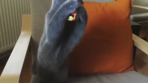 funny cat videos