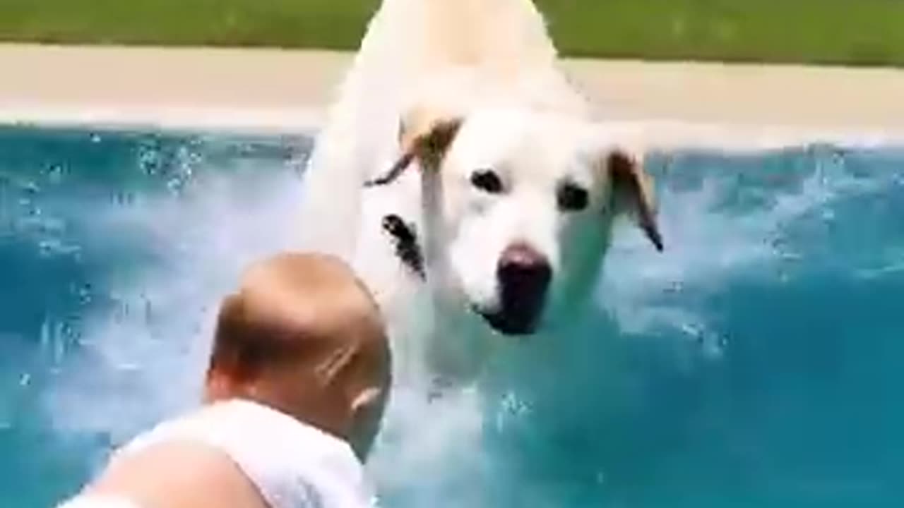 Retriever Saves Baby from Danger! 🐶👶❤️